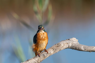 Close-up of bird perching on branch