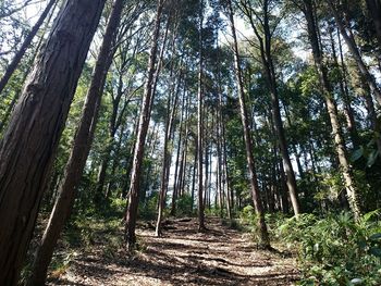 Trees in forest