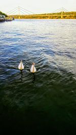 Swans swimming in river against sky