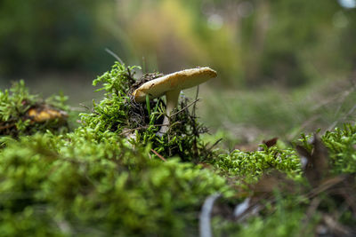 Close-up of mushroom growing on field