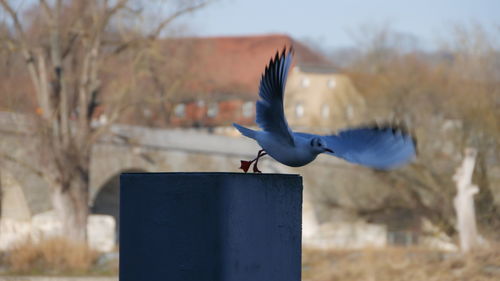 Close-up of bird flying over wooden post