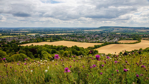 Scenic view of flowering plants on field against sky