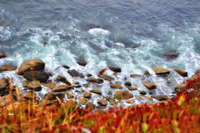 High angle view of turtle in sea