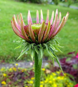 Close-up of flower blooming outdoors