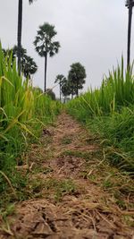 Surface level of palm trees on field against sky