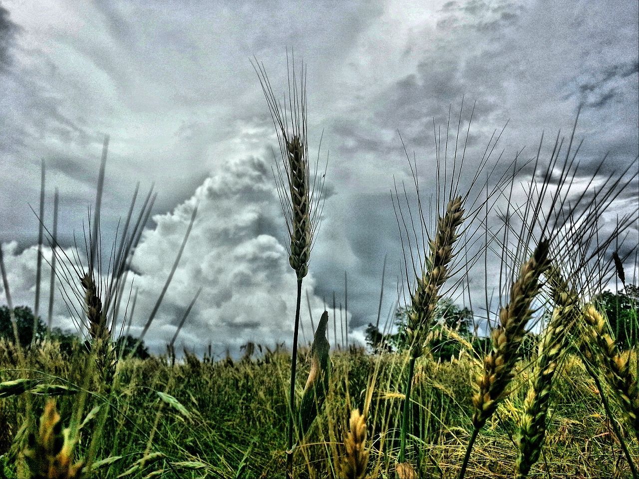 grass, growth, plant, sky, field, nature, cloud - sky, tranquility, growing, beauty in nature, tranquil scene, cloudy, reed - grass family, crop, scenics, cloud, day, water, outdoors, agriculture