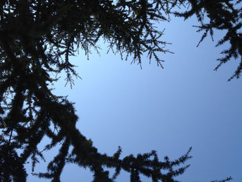 Low angle view of trees against clear sky