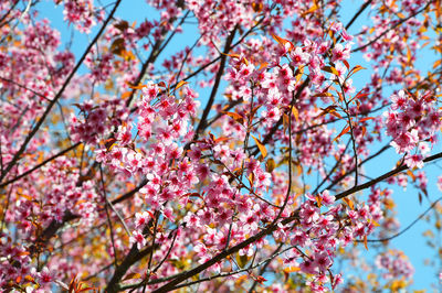 Low angle view of cherry blossom