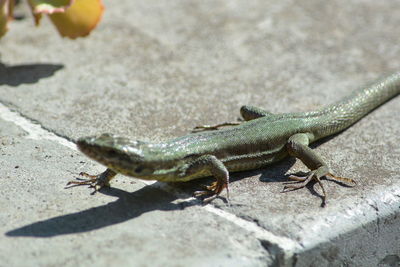 Close-up of lizard on land