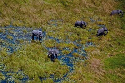 High angle view of elephants standing in lake