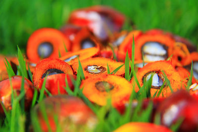 Close-up of palm fruits on field