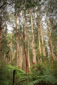 Trees growing in forest