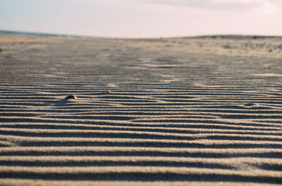 View of bird on beach