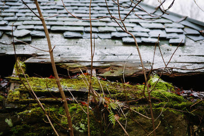 Close-up of plants against trees