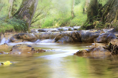 Scenic view of river in forest