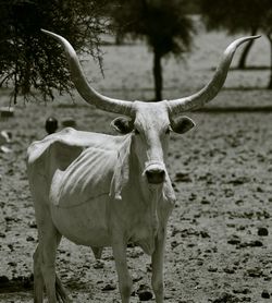 Portrait of a cow on field