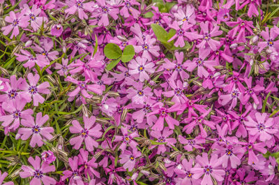 Full frame shot of pink flowering plants