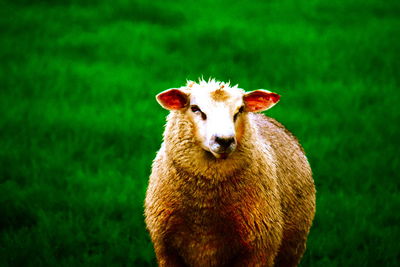 Portrait of an animal on field