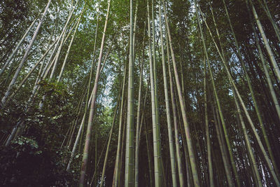 Low angle view of bamboo trees in forest