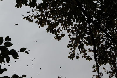 Low angle view of silhouette tree against sky