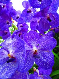 Close-up of purple flowers