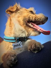 Close-up of a dog against blue sky