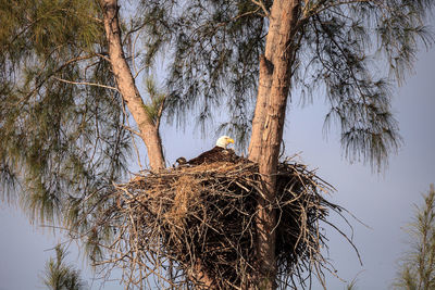 Low angle view of bird nest on tree