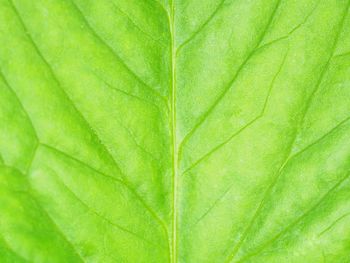 Green leaves full screen background