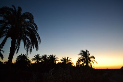 Silhouette of palm trees at sunset