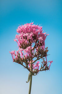 Low angle view of purple flowering plant against clear blue sky