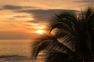 Close-up of palm tree against sea during sunset