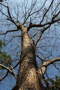 Low angle view of tree against sky