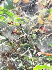 Close-up of raindrops on spider web