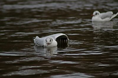 Duck swimming in a lake