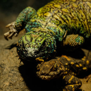 Close-up of lizard on rock