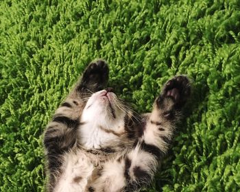 Close-up of cat relaxing on carpet