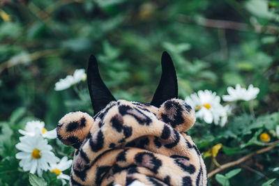 Rear view of black dog's head wearing clothes against plants and white flowers and green 