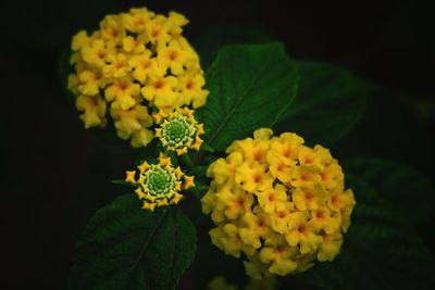 Close-up of yellow flowering plant against black background