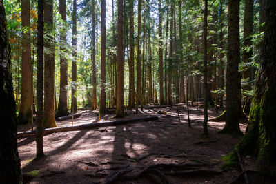 View of trees in forest