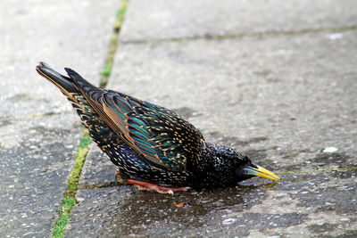 Close-up of a bird on a street drinking from a puddle