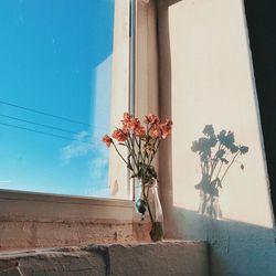 Potted plant against wall