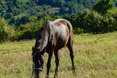 Horse grazing in a field