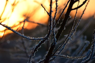 Close-up of spider on web during winter