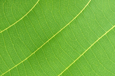 Full frame shot of green leaf