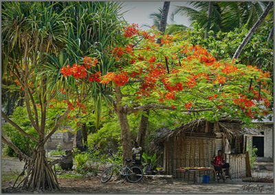 Red flowering plants against trees and building