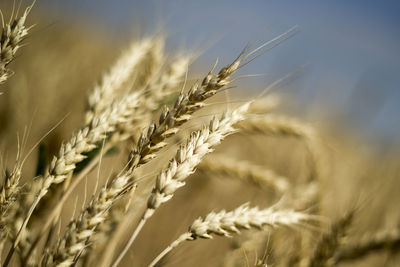 Close-up of wheat field