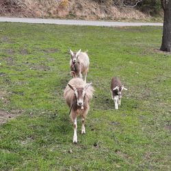Sheep in a field