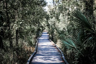 Narrow stream along trees