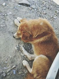 High angle view of ginger cat