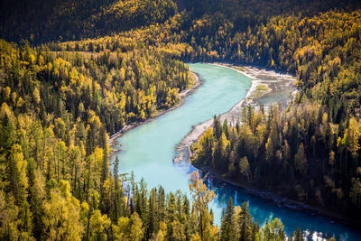 Scenic view of river amidst trees in forest